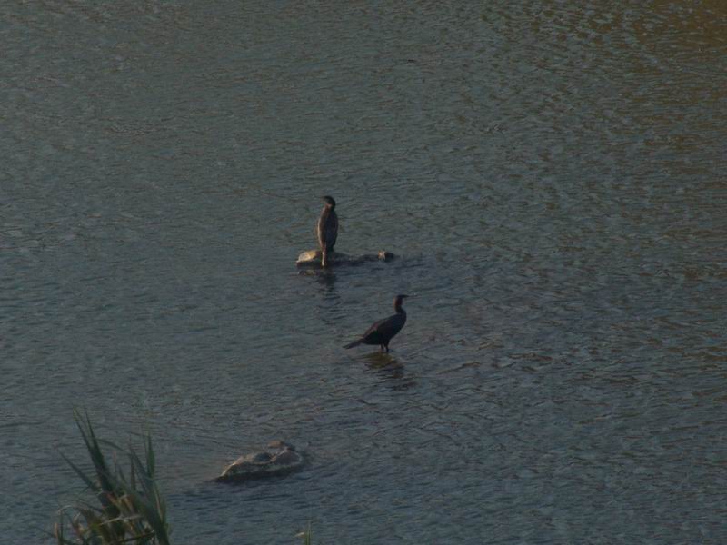 Phalacrocorax  carbo - Cormorano